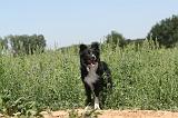 BORDER COLLIE 207